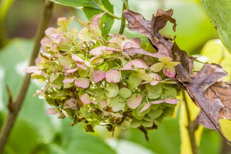 Hydrangea Turning Brown and Dying – What to Do - Plantglossary