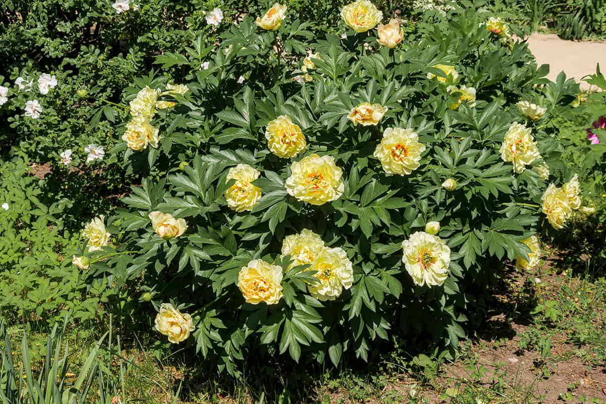 Intersectional Peonies