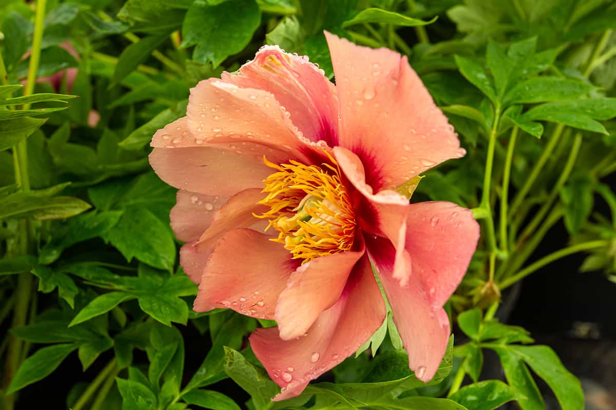 7 Types of Orange Peonies (with Pictures) - Plantglossary