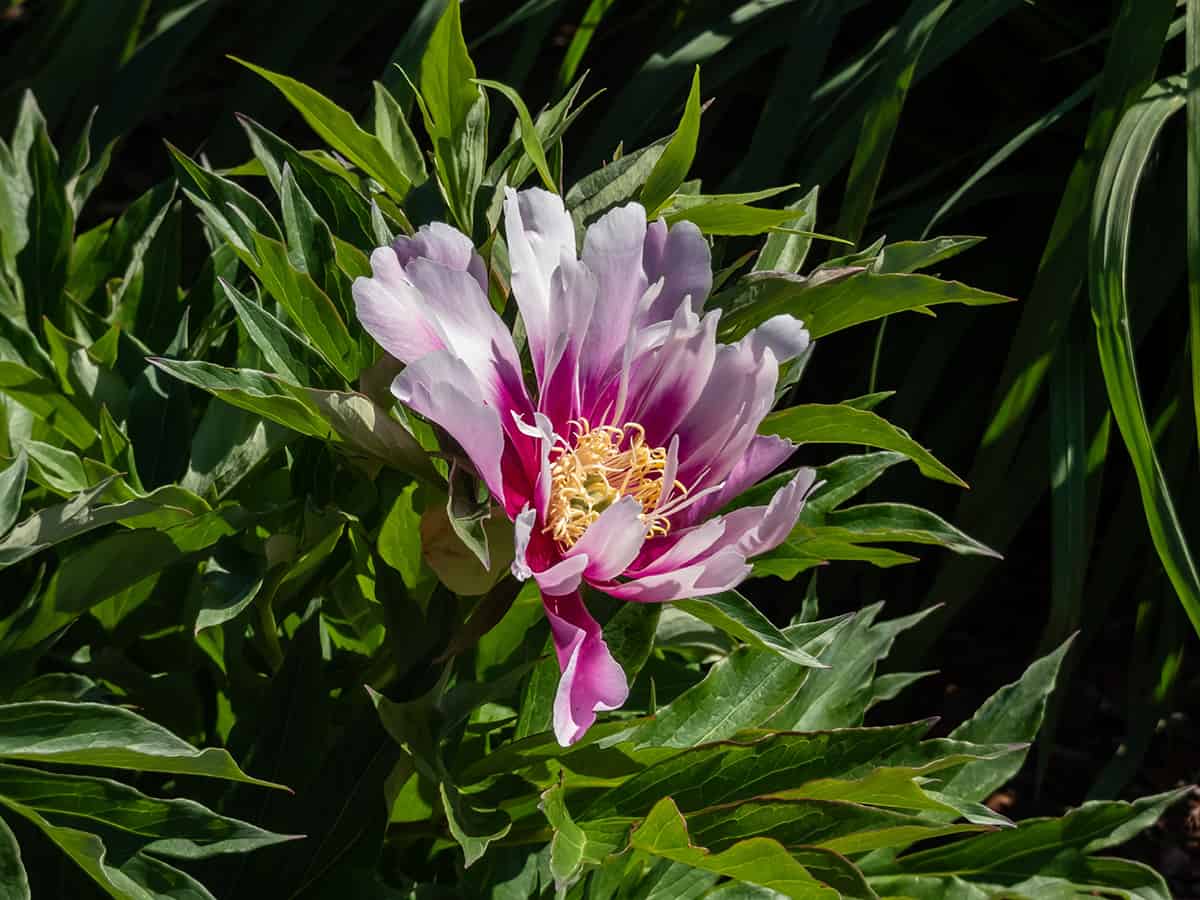 Intersectional Peony ‘Cora Louise’