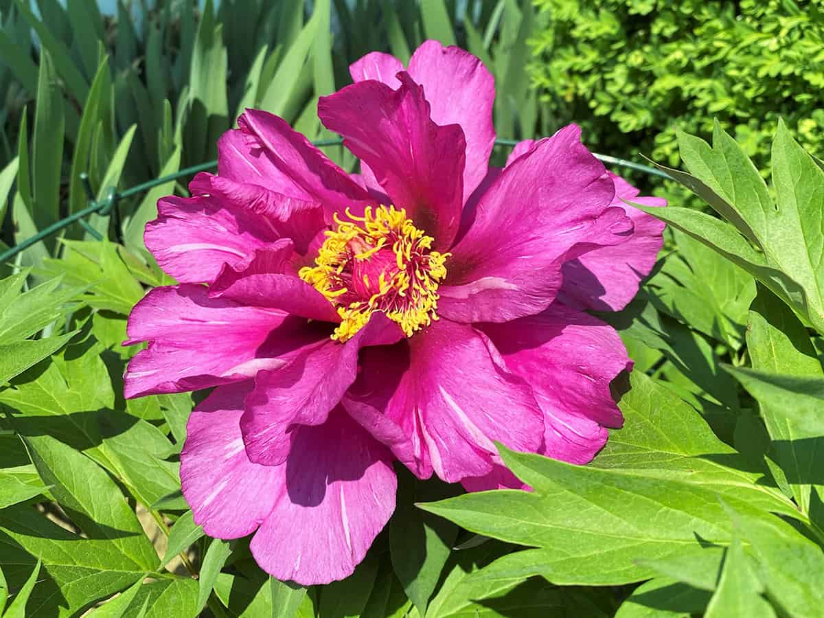 Intersectional Peony ‘Morning Lilac’