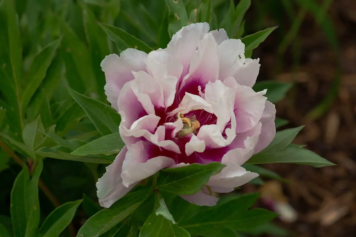 Intersectional Peony ‘Visions of Sugar Plums’