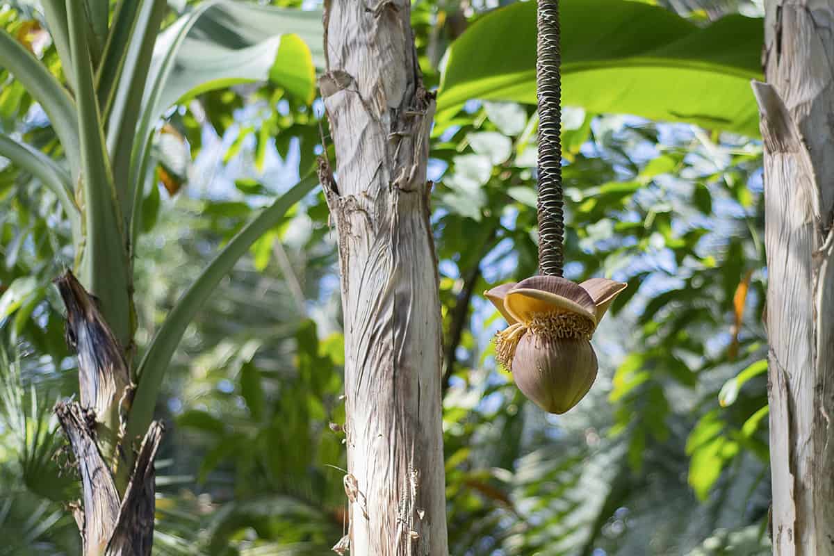 Japanese Banana