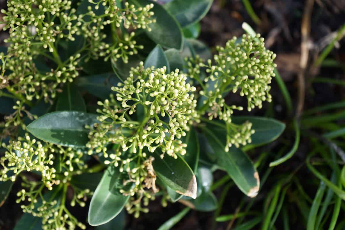 Japanese Skimmia