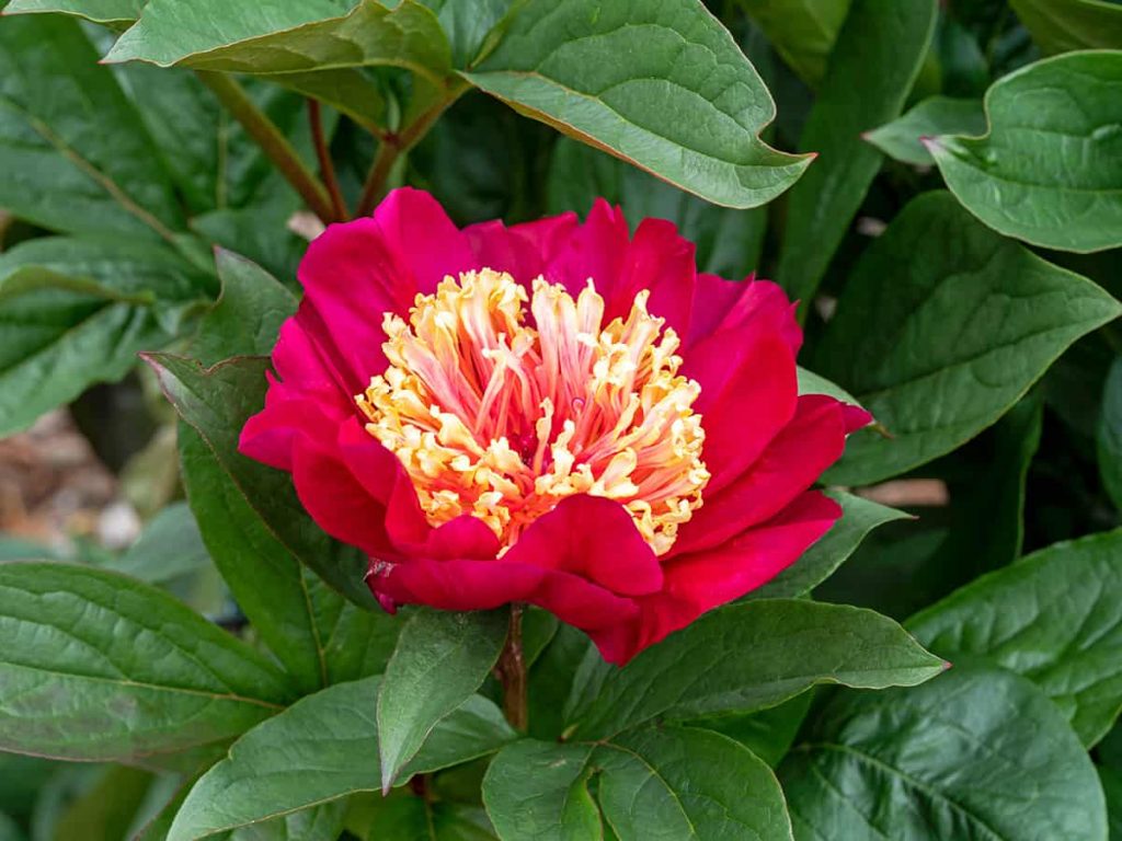 What colors do peonies come in plantglossary