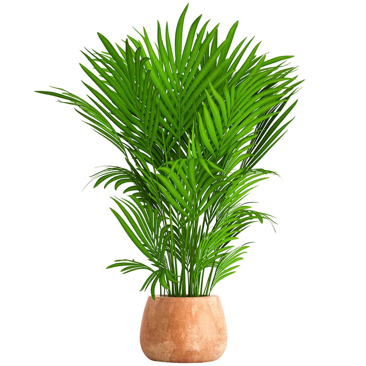 Kentia Palm