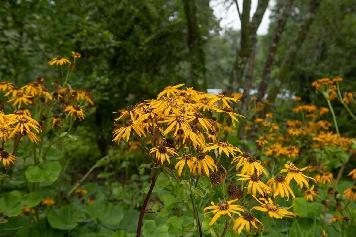 Leopard Plant