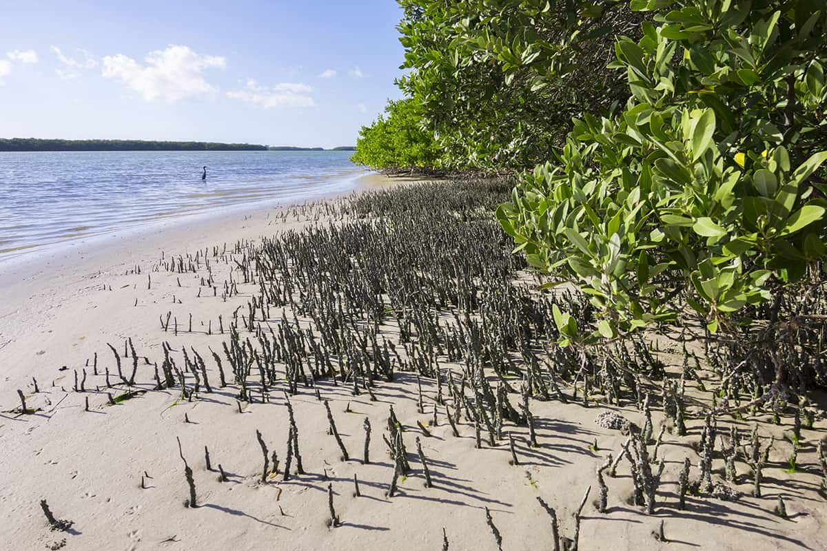 Light Black Mangrove