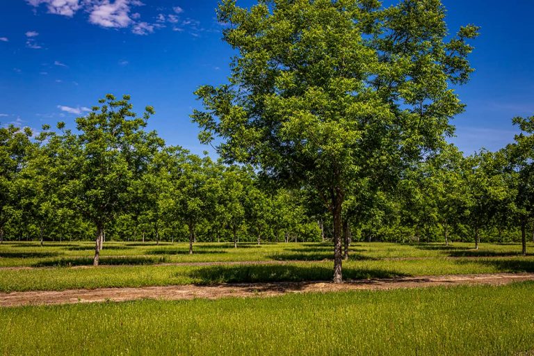 8 Different Types of Pecan Trees Plantglossary