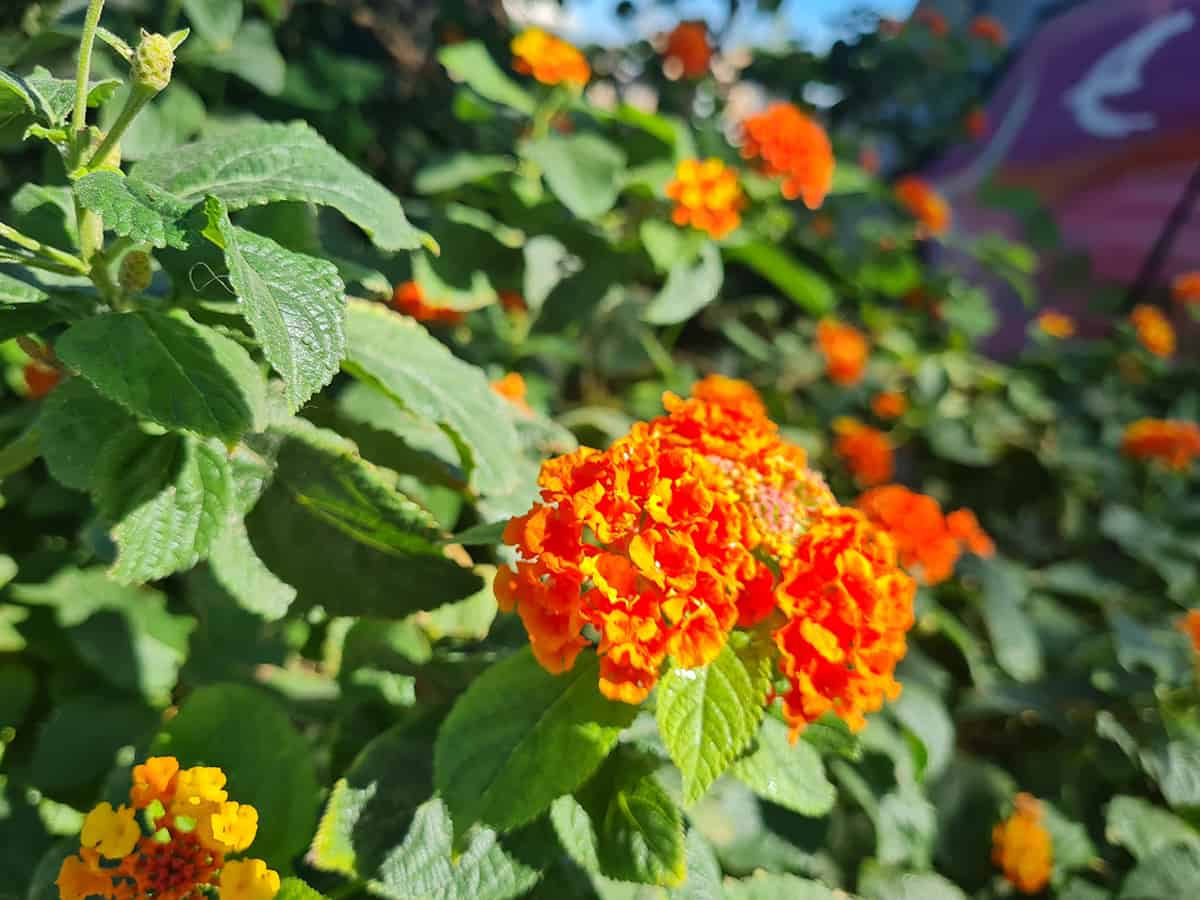 Light Texas Lantana