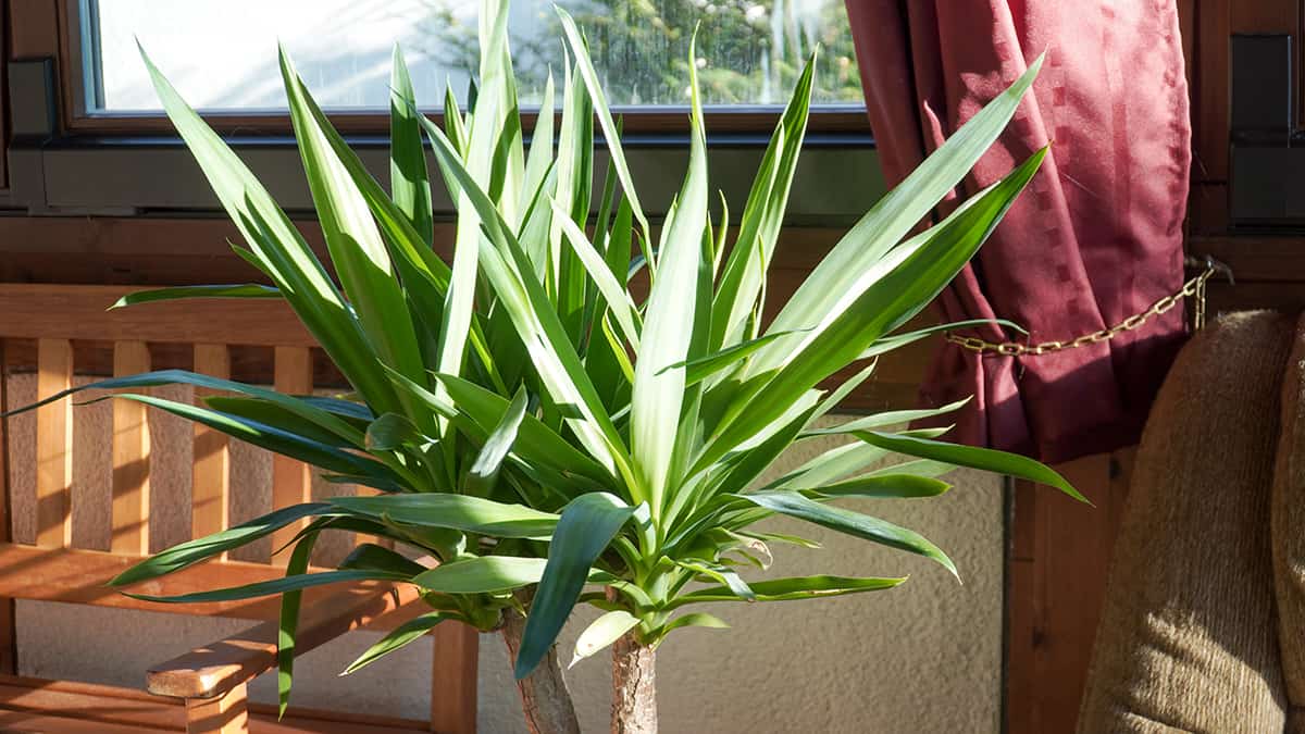 Light Yucca Palm