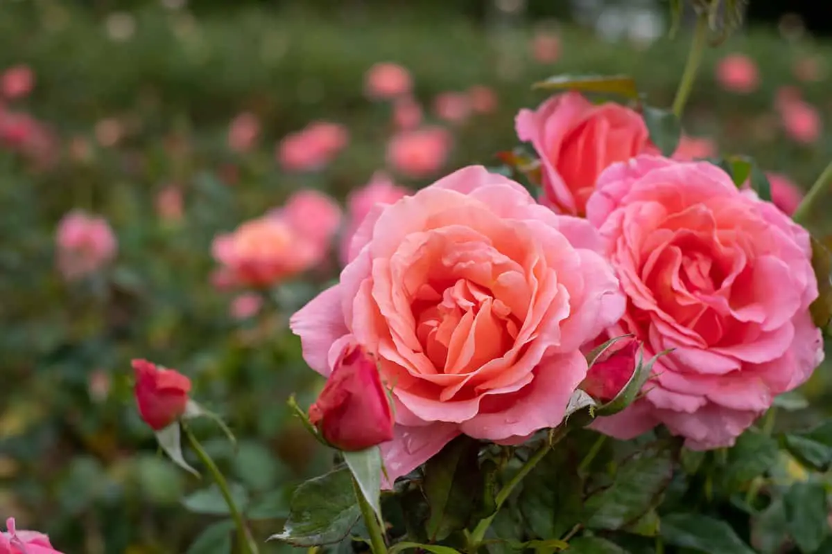 Lovey Rose