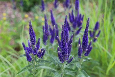 Low Growing Perennials That Bloom All Summer