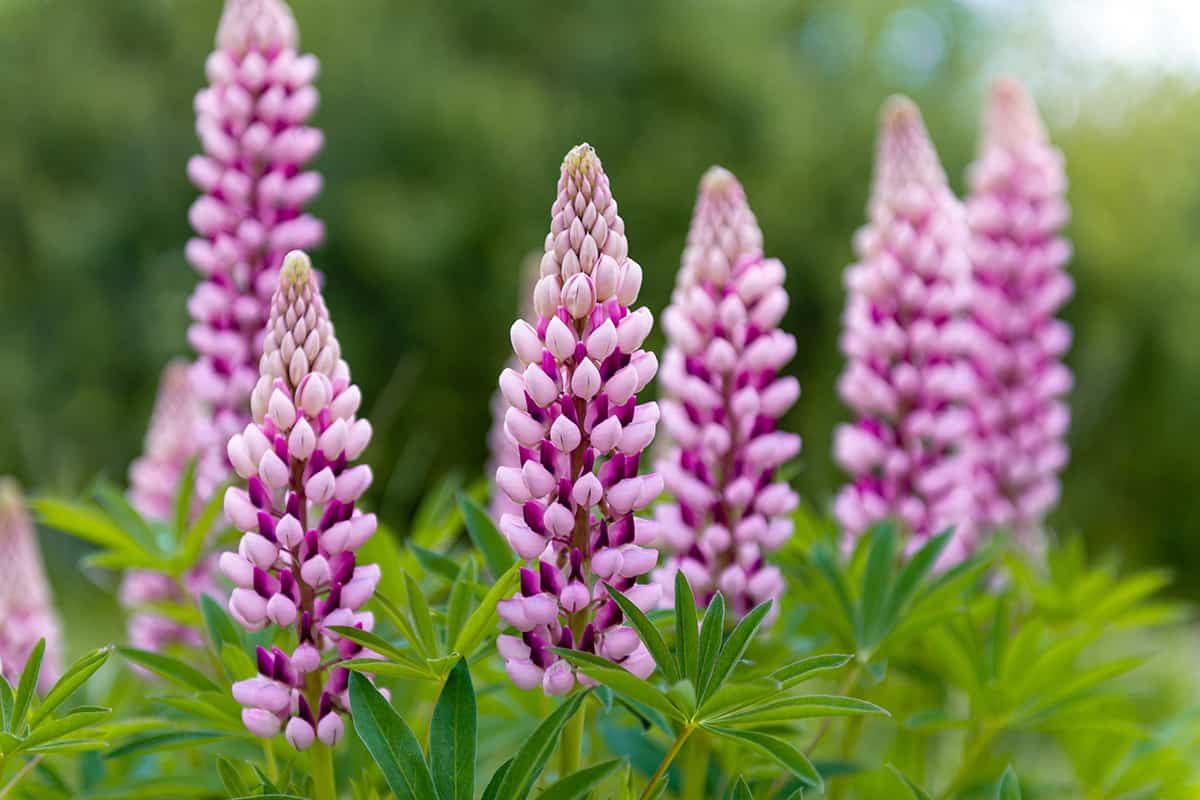 Lupins