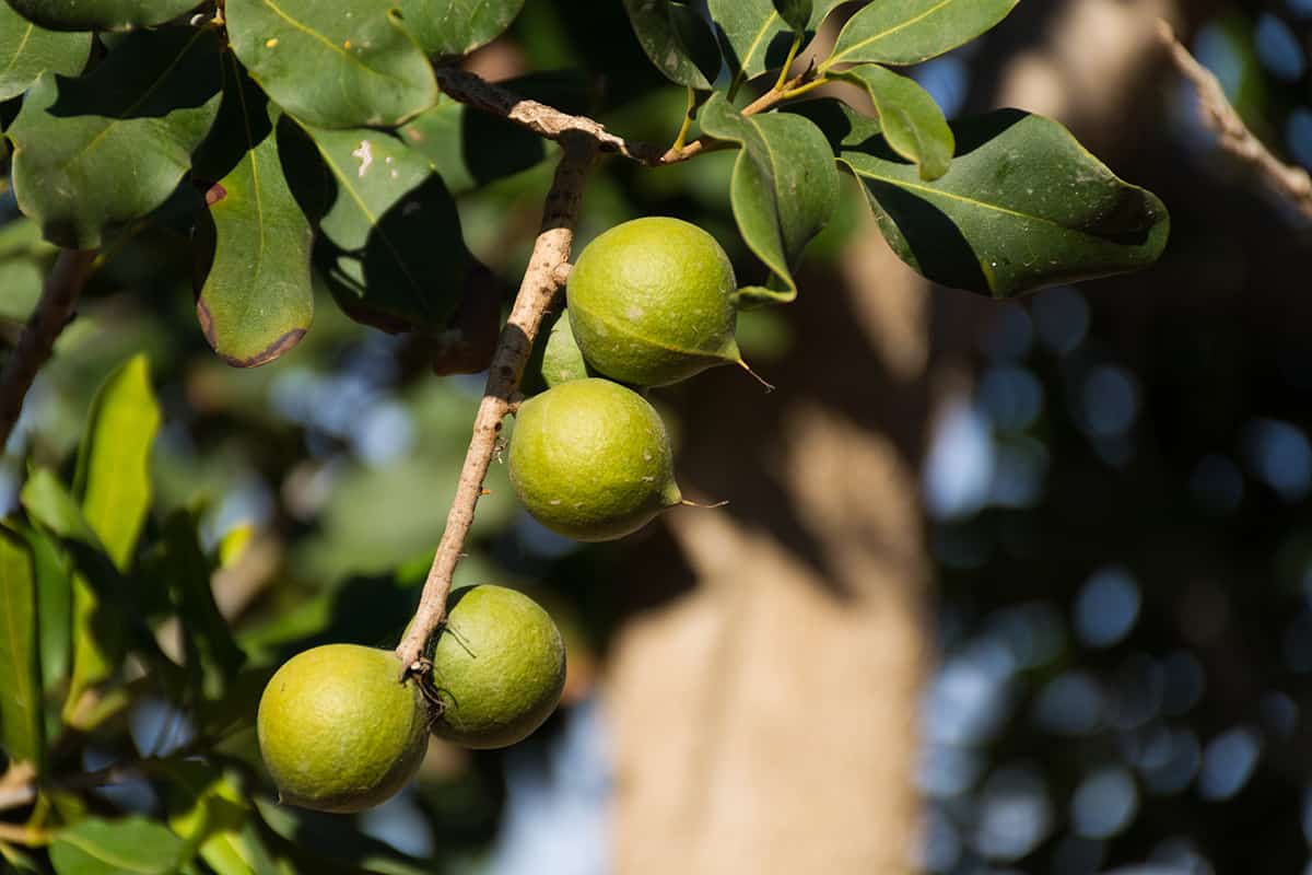 Macadamia Tree