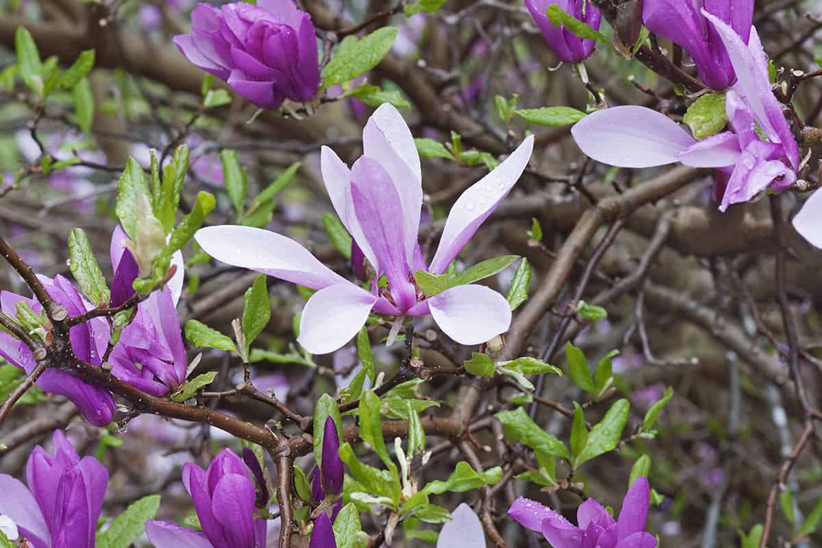 10 Dwarf Magnolia Tree Varieties - Plantglossary