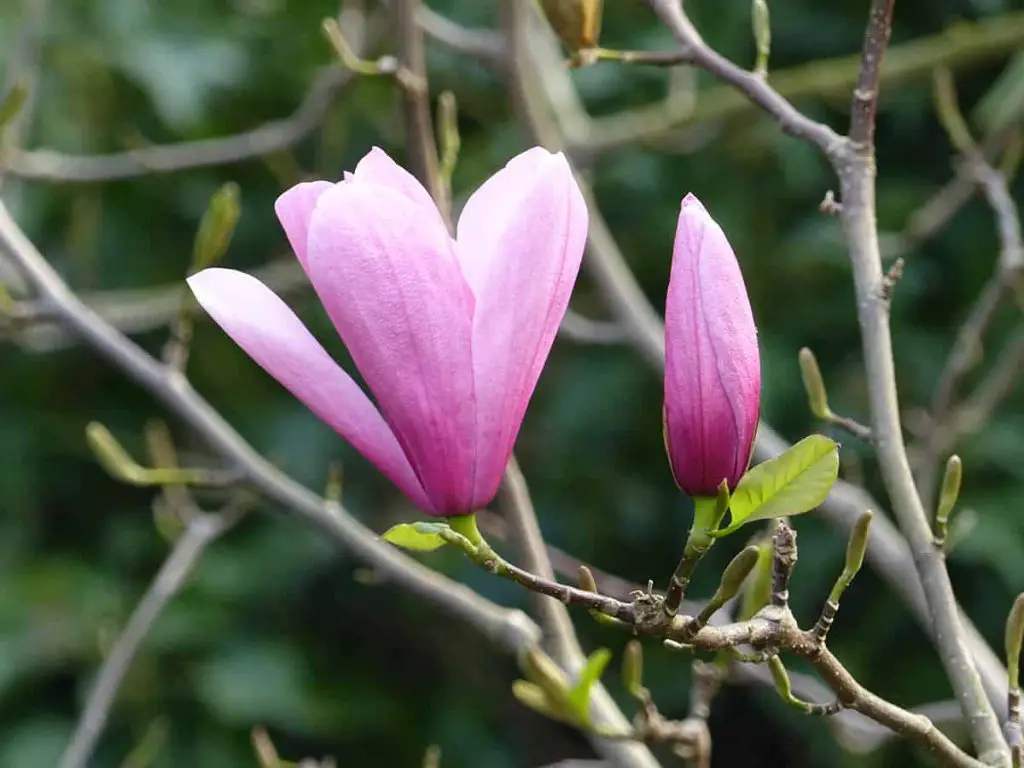 When Do the Magnolia Trees Bloom? - Plantglossary