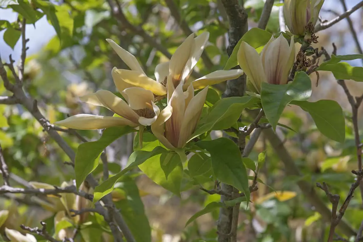 Magnolia × brooklynensis ‘Hattie Carthan’