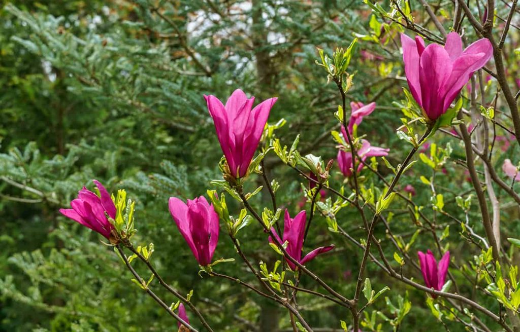 How Fast Do Magnolia Trees Grow? Plantglossary