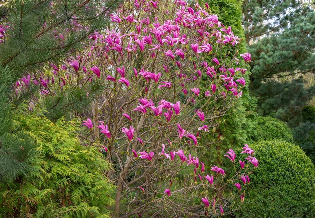 10 Dwarf Magnolia Tree Varieties Plantglossary
