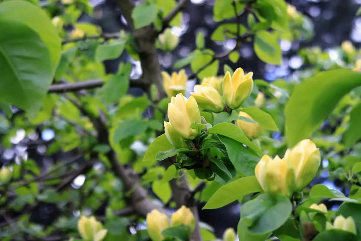 Magnolia ‘Yellow Bird’