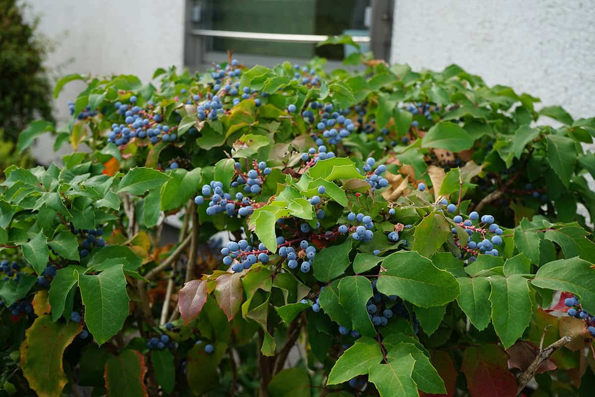 Mahonia (Oregon Grape Holly)