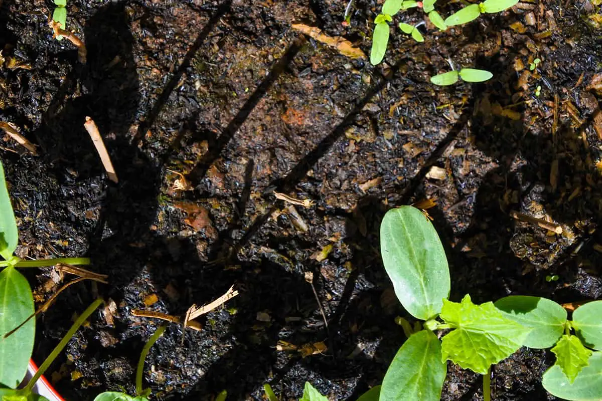Maintain moist soil