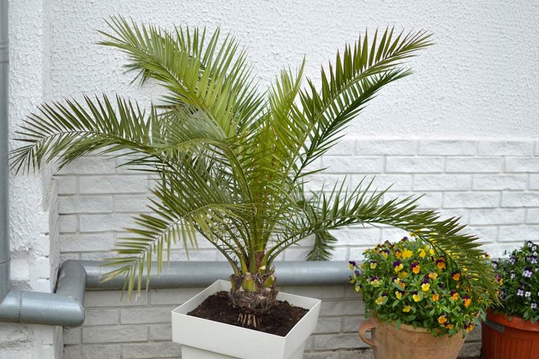 Potting Soil for Palm Trees – All You Need to Know - Plantglossary