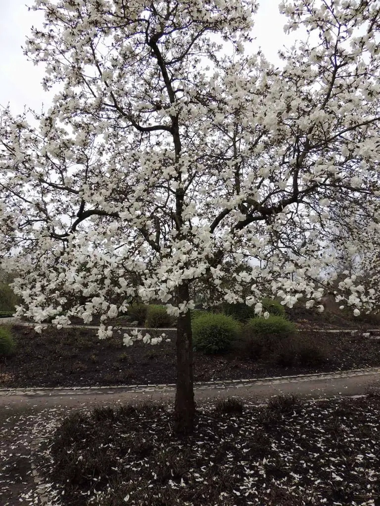 How Fast Do Magnolia Trees Grow Plantglossary