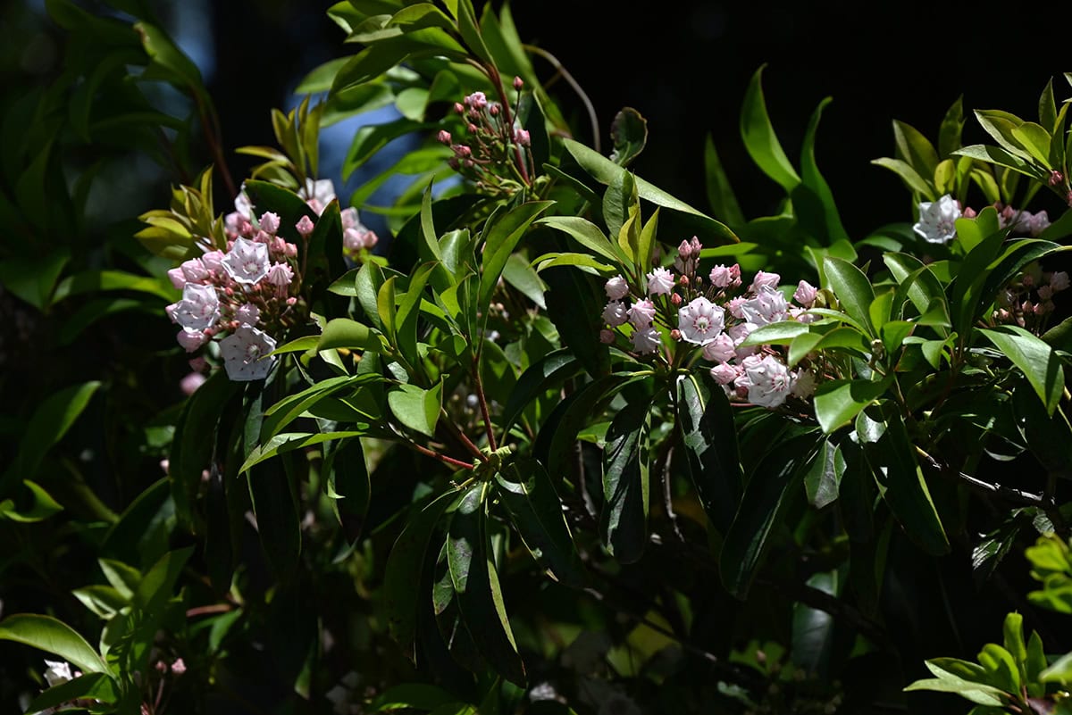 Mountain Laurel