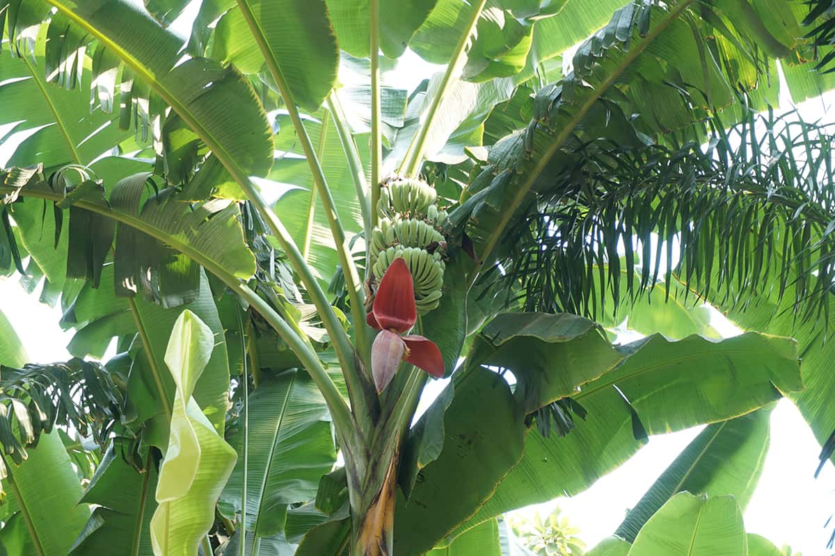 Musa acuminata