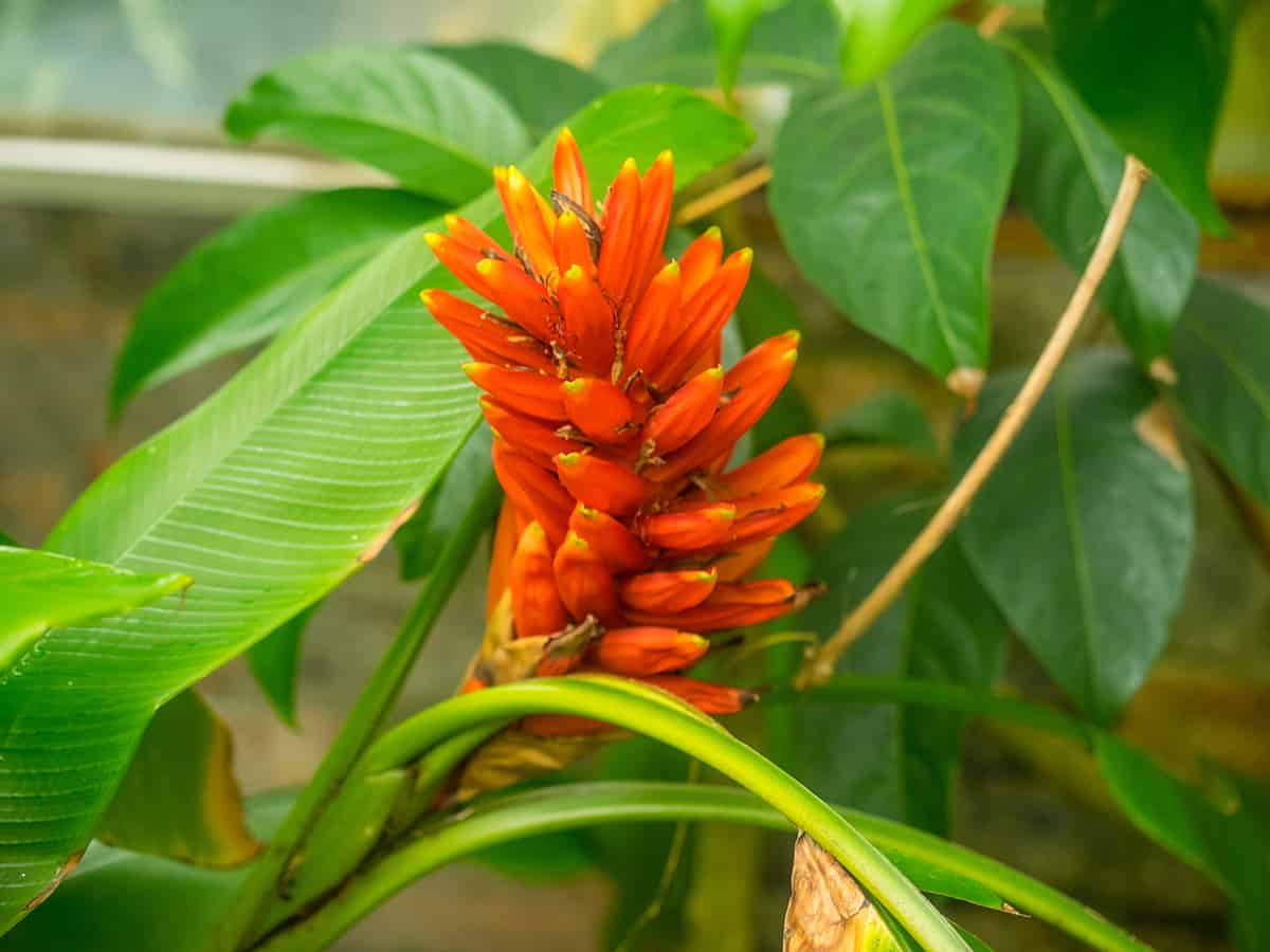 Musa coccinea