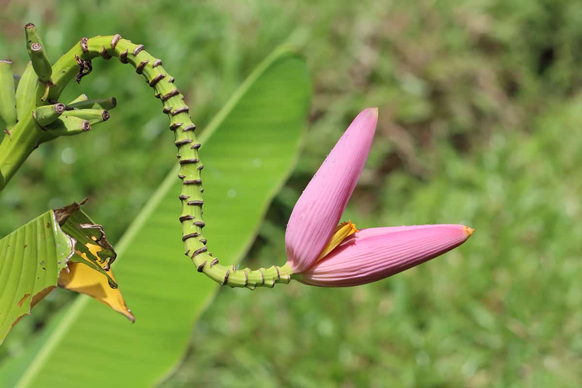 Musa ornata