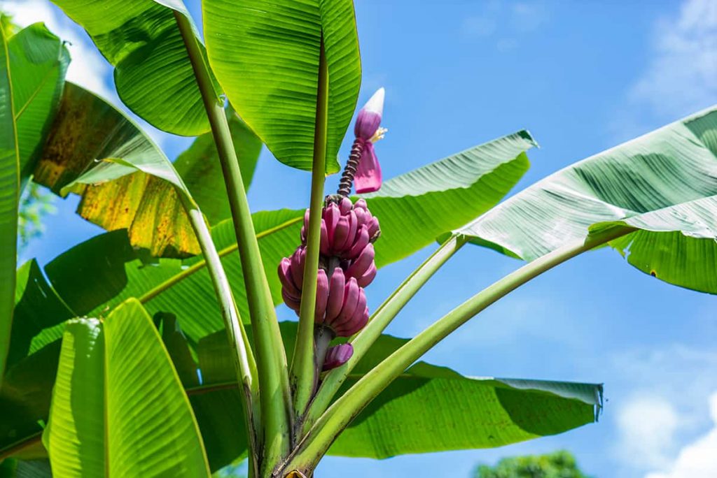 Do Banana Trees Need Full Sun? Plantglossary