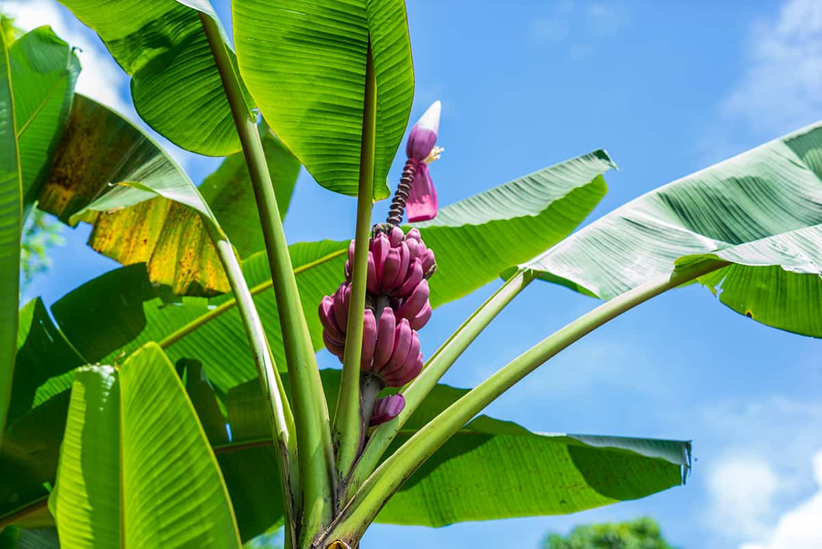 Musa velutina