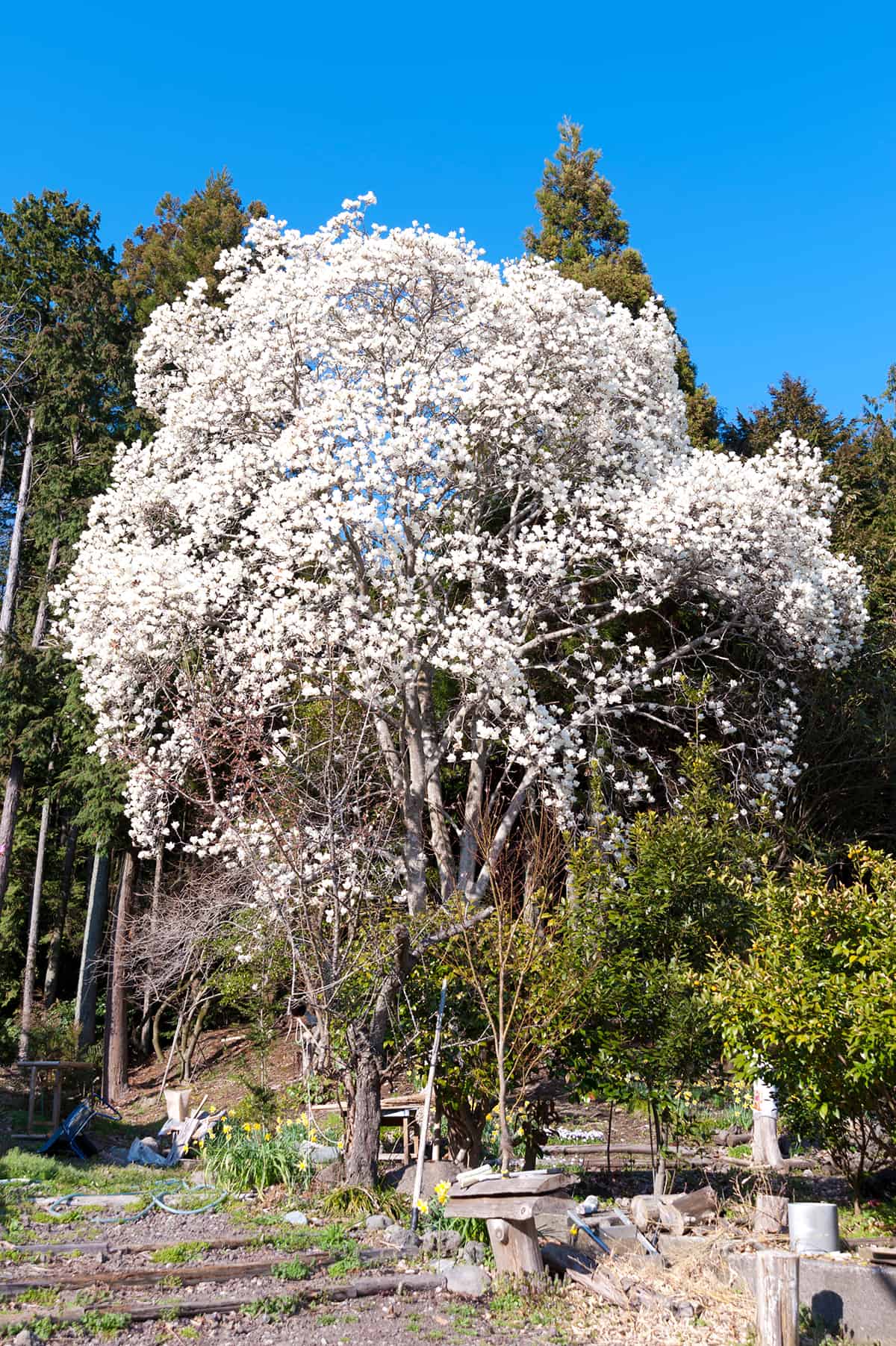 Northern Japanese Magnolia