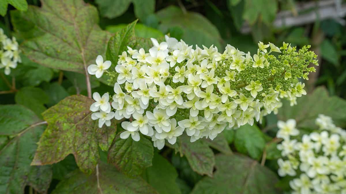 Oak Leaf Hydrangea