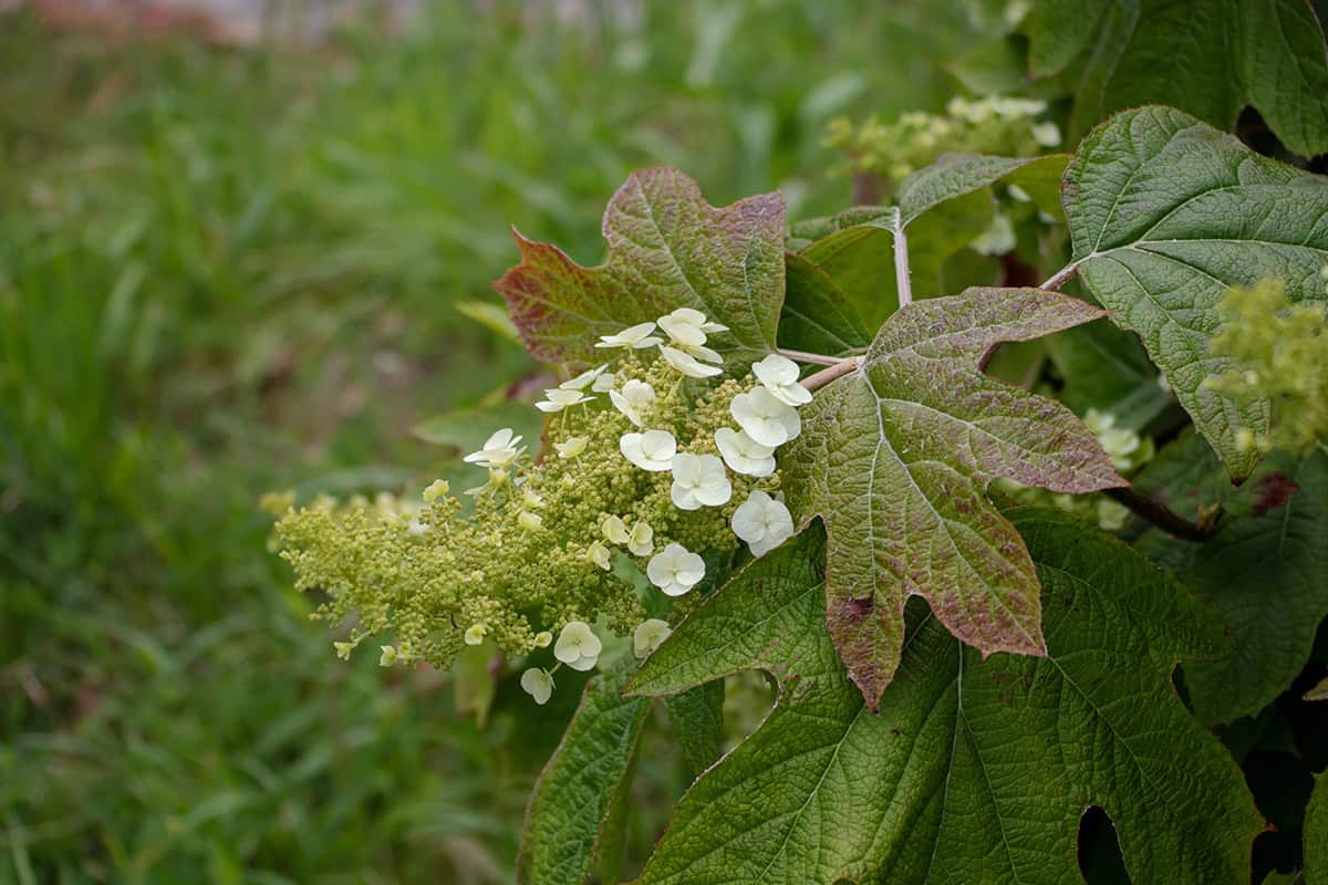 Oakleaf Hydrangea