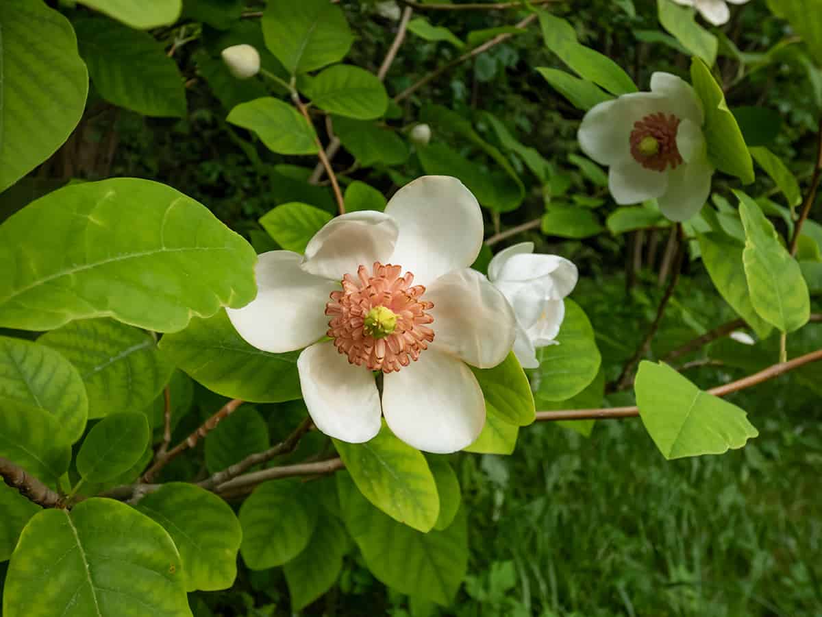 Oyama Magnolia