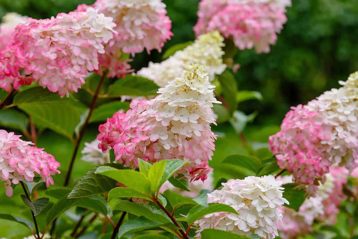 Panicle Hydrangea