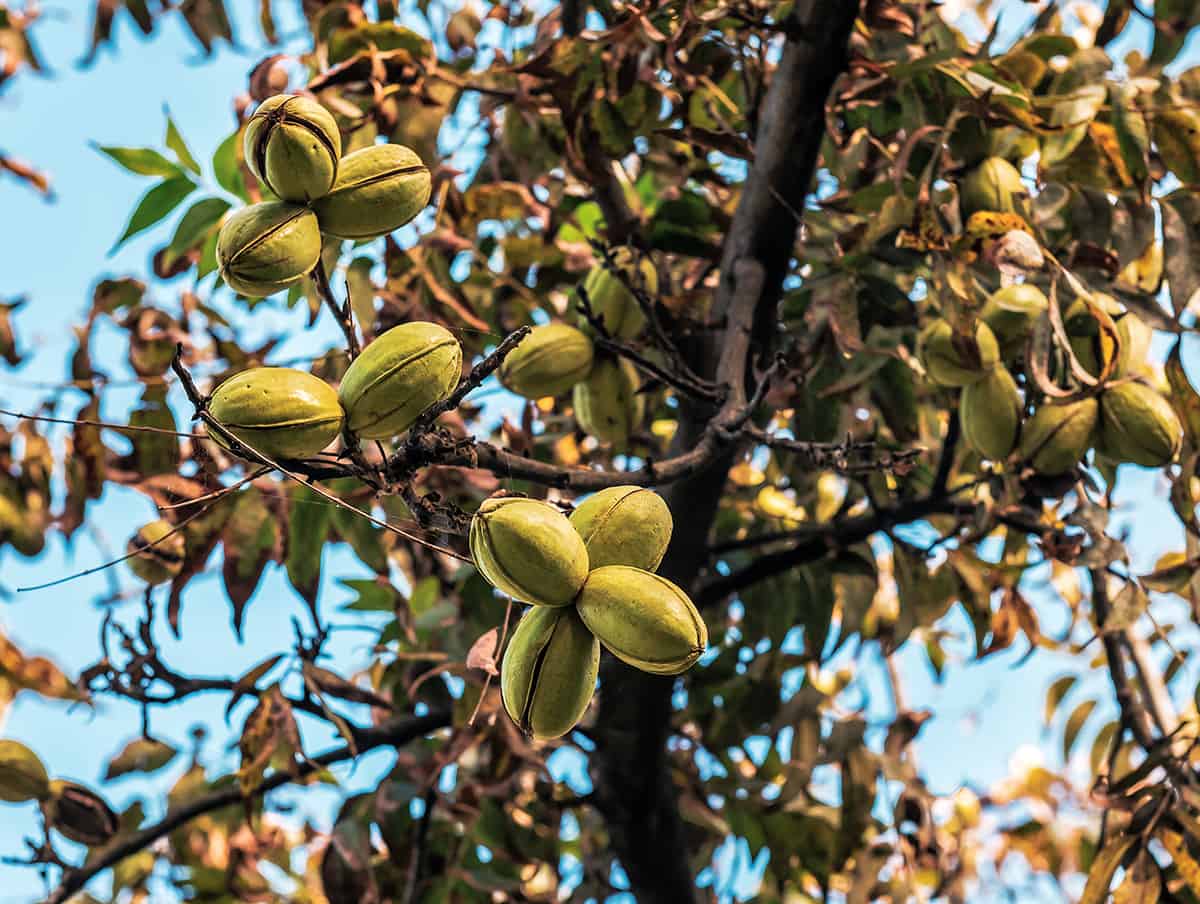 Pecan Tree