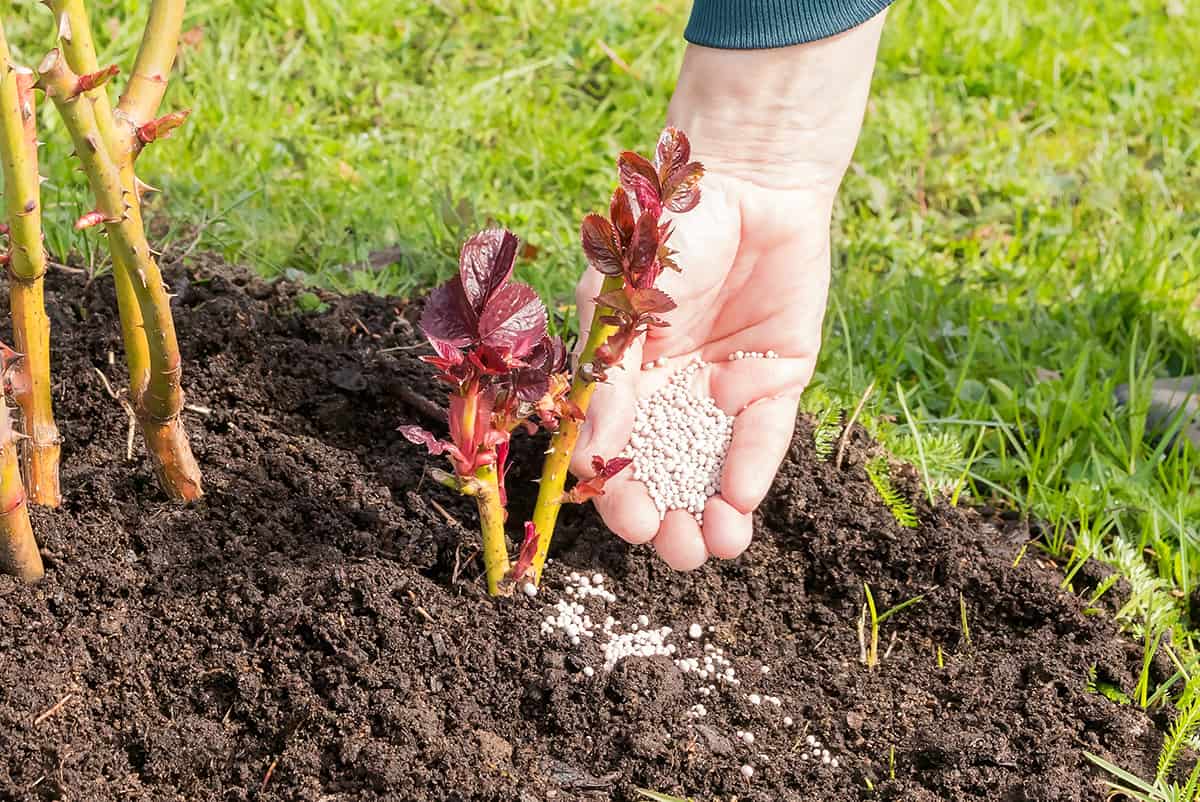 Perennial flower fertilizer