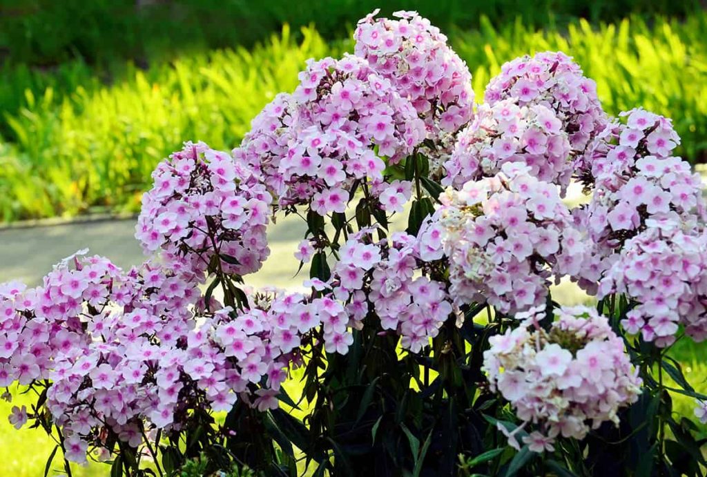 8 Perennials that Grow in Sandy Soil Plantglossary