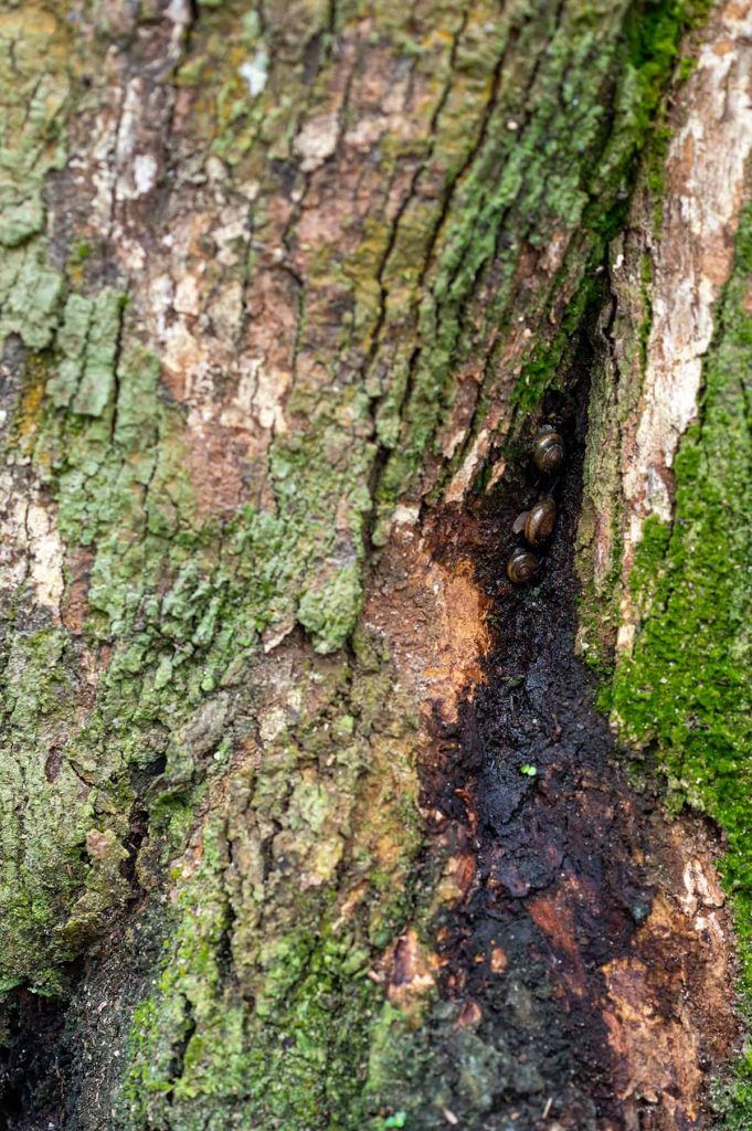 How Long Do Magnolia Trees Live? Plantglossary