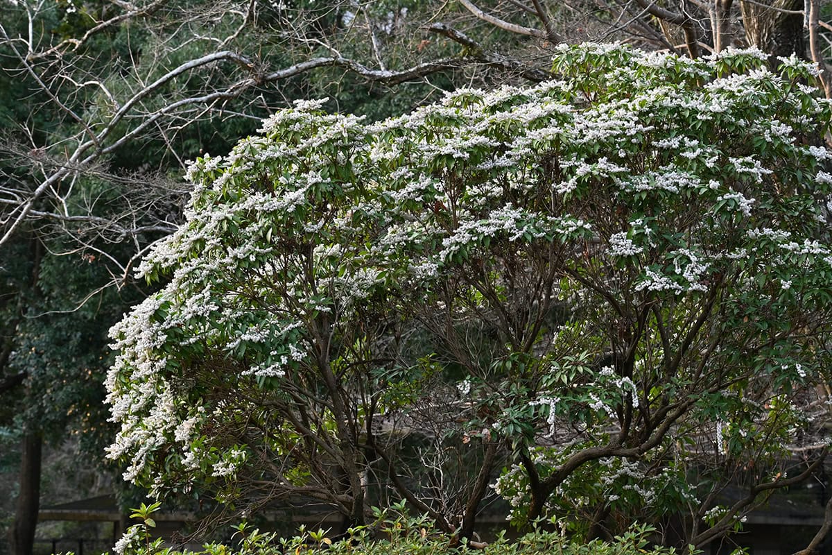 Pieris Japonica