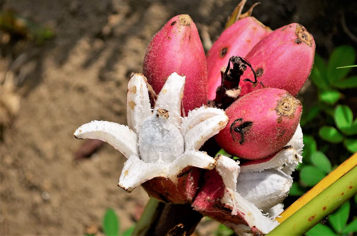 Pink Banana