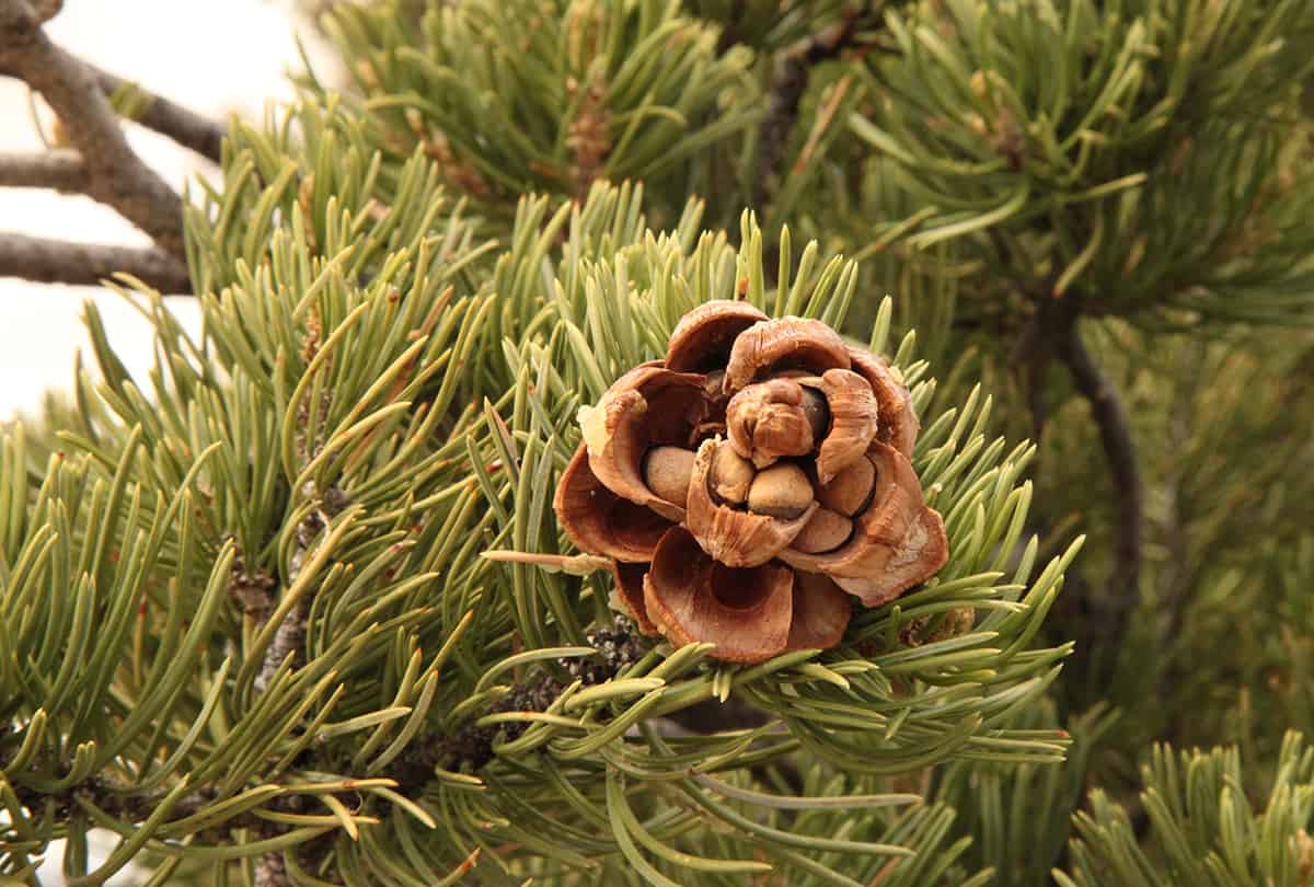 Pinyon Pine Tree