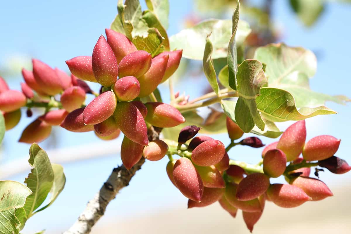 Pistachio Tree