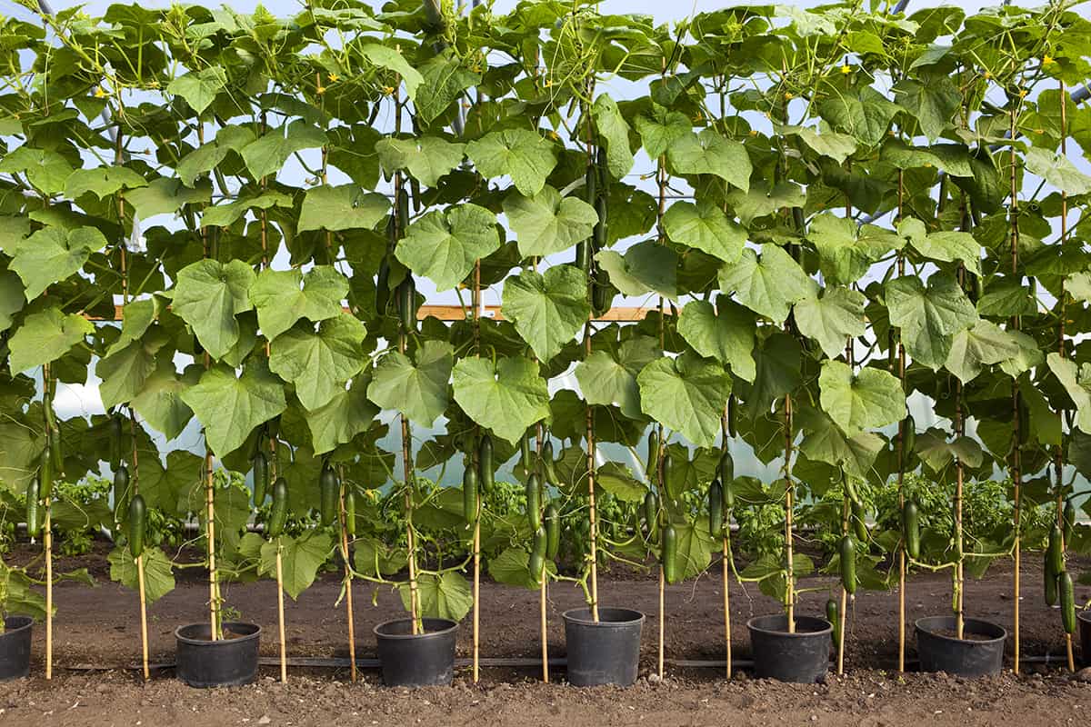 How Big Does A Cucumber Plant Get Plantglossary   Plant Spacing 