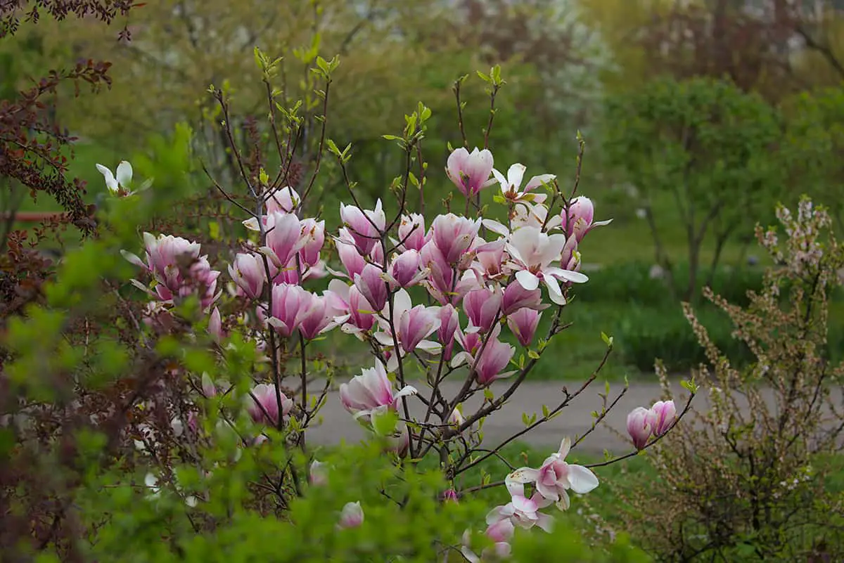 Plants That Go With Magnolia Trees Plantglossary